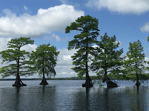 Lake Drummond