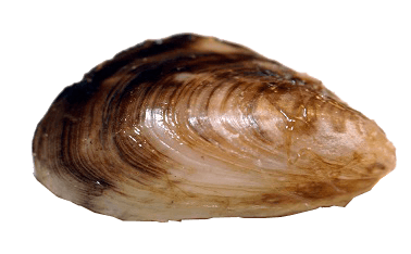 Quagga mussel