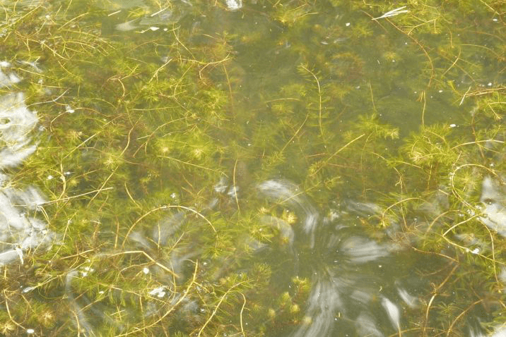 Eurasian Watermilfoil