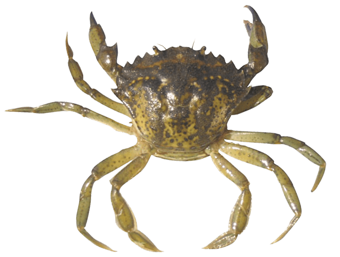 European green crab