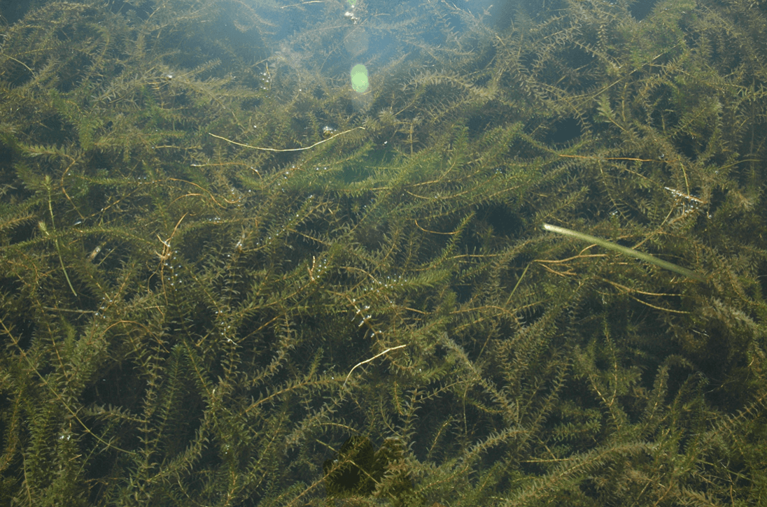 Brazilian elodea