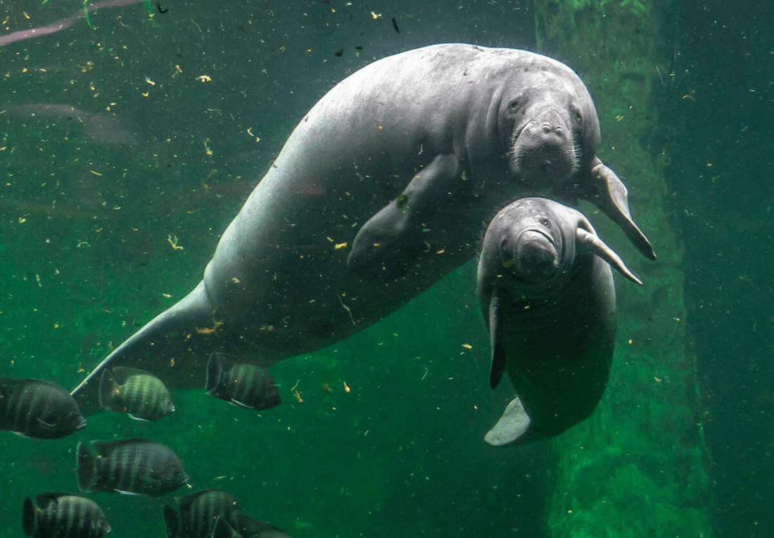 Manatee Awareness - Florida Law