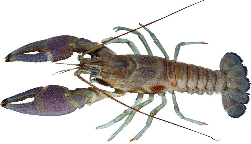 Rusty crayfish