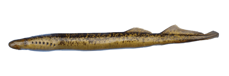 Sea lamprey