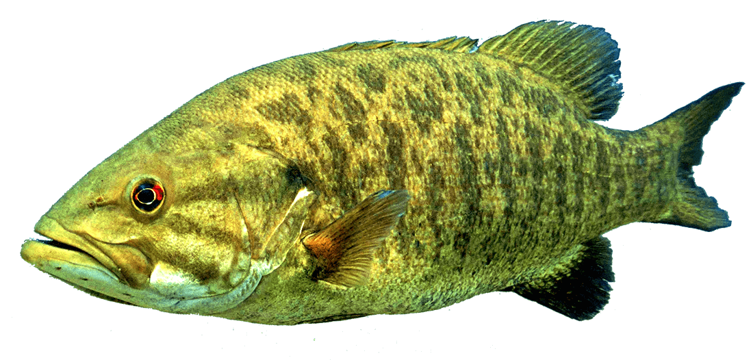 Smallmouth bass