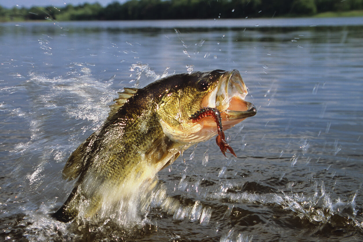 Guide to Bass Fishing